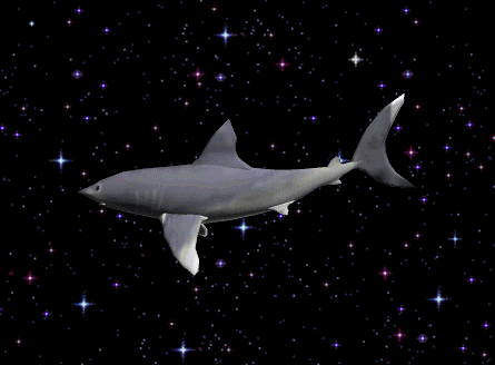 shark