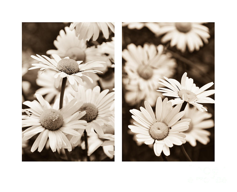 daisys